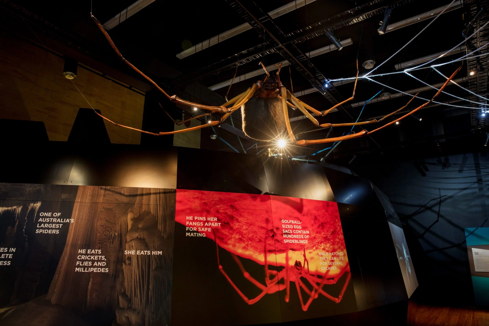 Large suspended spider model above red and brown exhibition interpretation panels