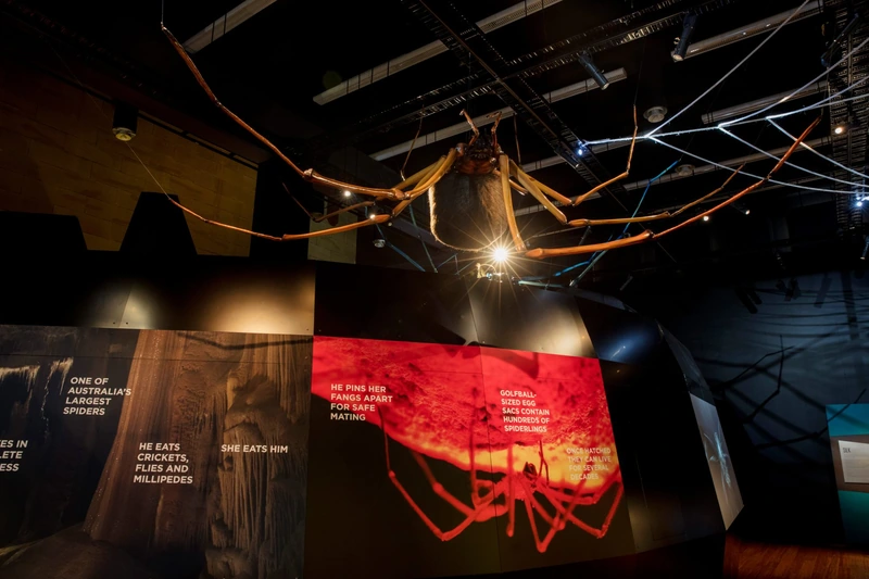 Large suspended spider model above red and brown exhibition interpretation panels