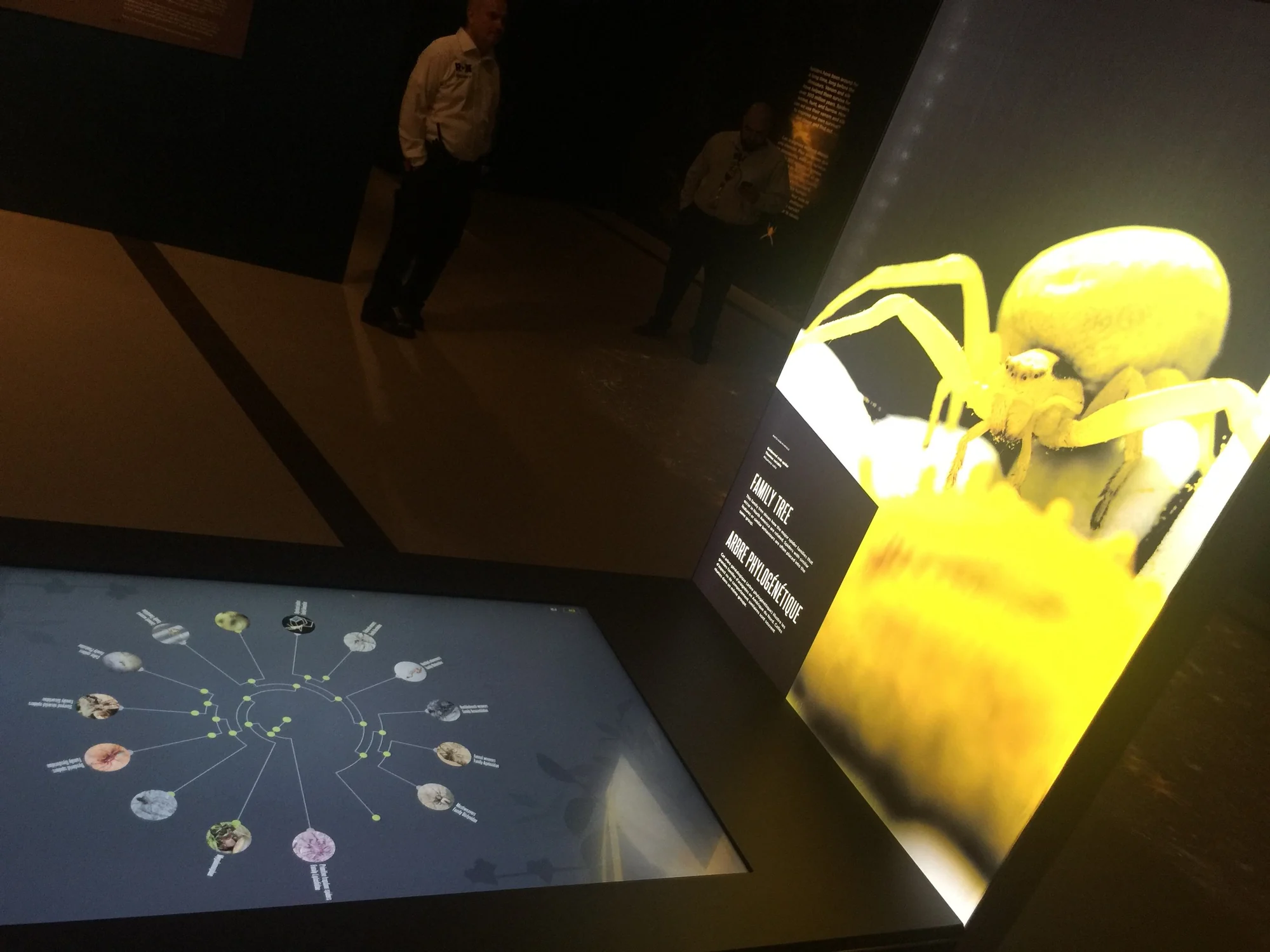 The Australian Museum — Spiders: Fear & Fascination