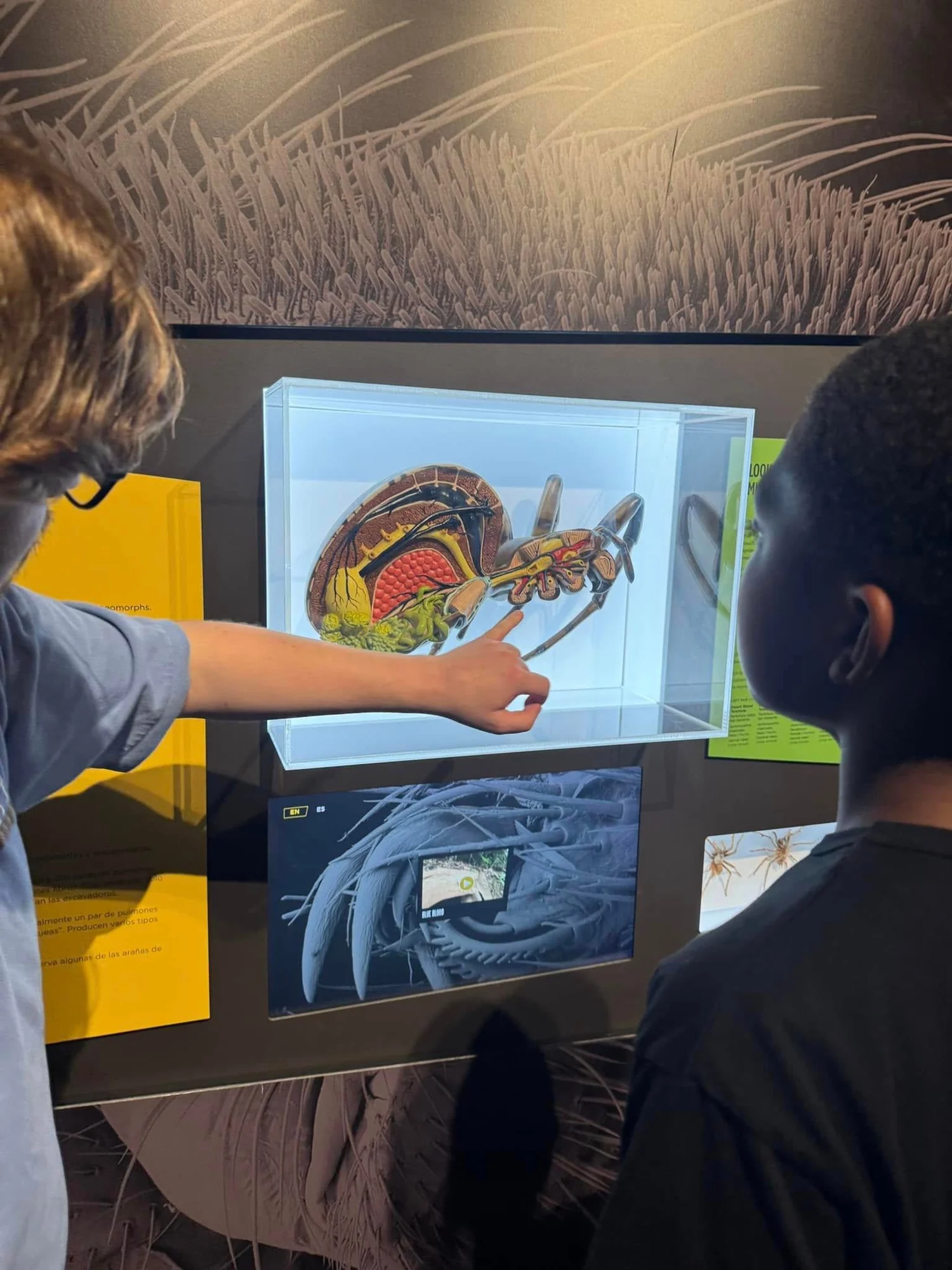 Visitors exploring a spider anatomy touchscreen in the exhibition
