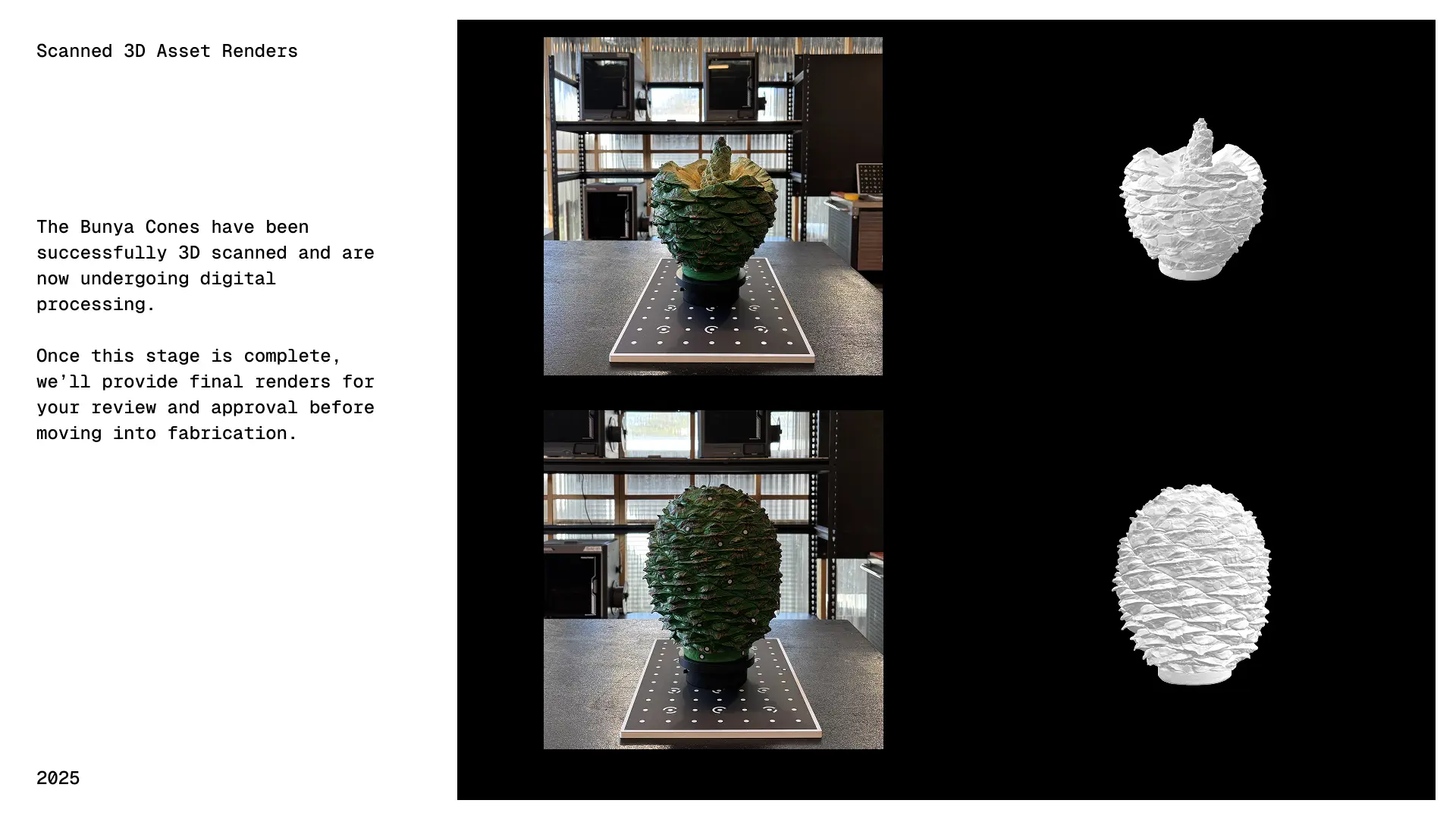 Bunya cone photographs alongside white scanned 3D models in the scan update