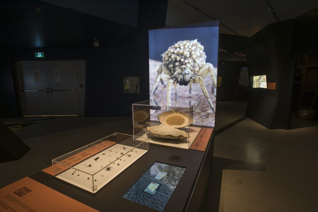 Spider specimen case beside tactile interpretation panels in a dark gallery